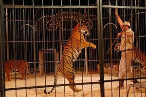 mishandelde tijgers in een circus die met zweepslagen trucjes worden aangeleert