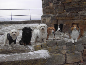 Lia, JJ, Duke, Gunda, Bailey, Gizmo