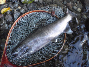 釣り上げてゴメン　無事に産卵できますように