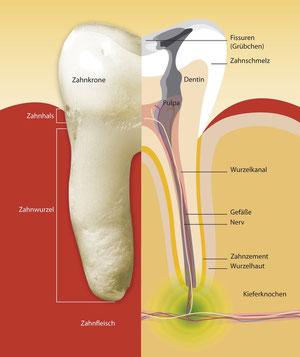 Wurzelbehandlung (Endodontie): Aufbau eines Zahnes (© proDente e.V.)