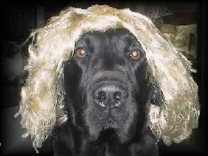 Golden Retriever