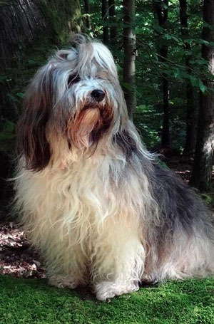 Milka, Königin des Waldes