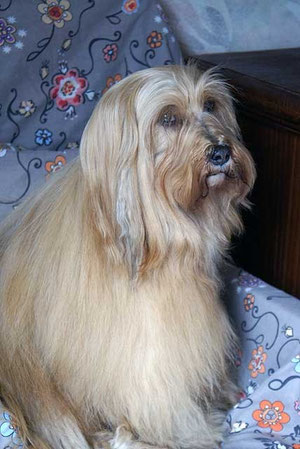 Tibet-Terrier-Hündin Bya-ra 9 Jahre alt