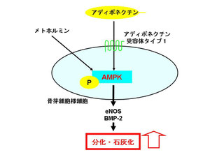 アディポネクチン、メトホルミンはAMPKを活性化させることにより骨芽細胞分化、石灰化を促進する
