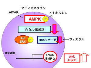 AMPKによる骨芽細胞分化、石灰化促進におけるメカニズム