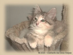 chatons disponibles