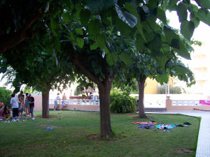 pelouse de la piscine