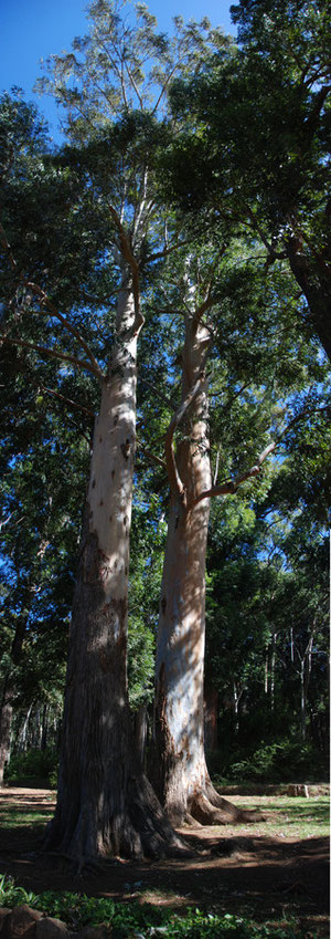 Huge Eucalyptus at the Tokai Aboretum