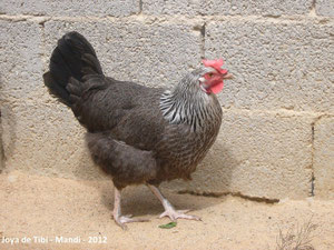 Gallina reproductora - nótese la pata blanca, la cresta en S y el mallado de sus plumas.