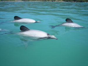 Hector Dolphins