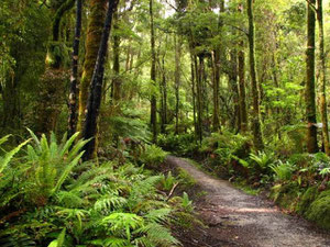 Hump Ridge Track - native bush