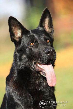 Sina vom Annenhof born 2005-02-20 dead 16.06.2014