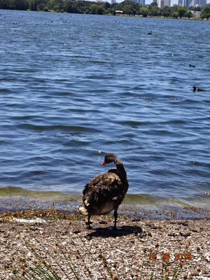 blackswan 黒鳥が普通に歩いてます