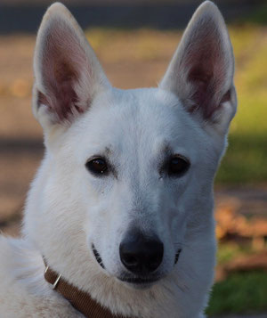 Arjuna