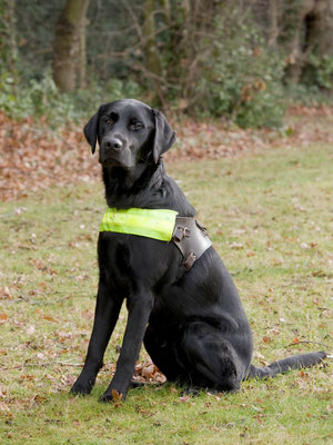Hutch, now a guide dog in training
