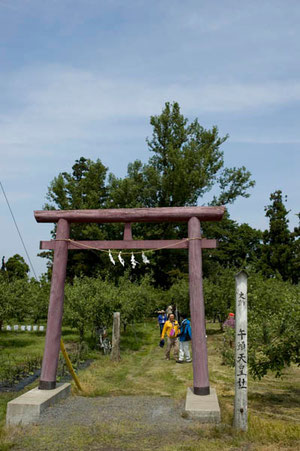 取材するポプラのある神社の鳥居のある入口（黒石市）