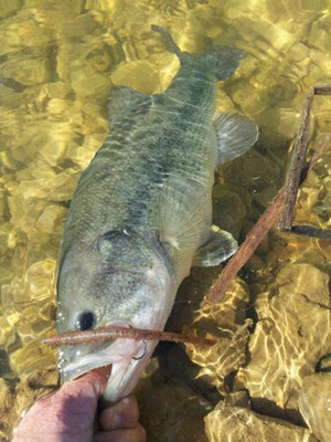 black bass