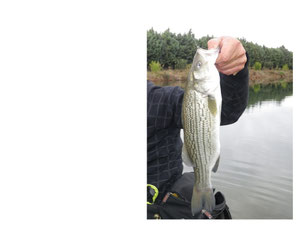 STRIPED BASS