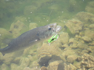 black bass