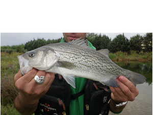 STRIPED BASS