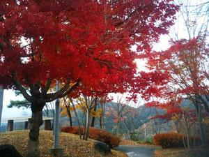 紅葉(岡山県)