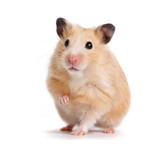Página web de ventadehamsterscdmx