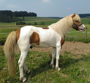 Young Icelandic horse Helgi at the start of his first year of training