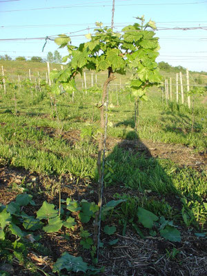 Pflanzenpflege-2_vorher