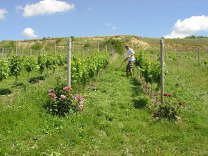 Mäharbeiten in einem Weingarten