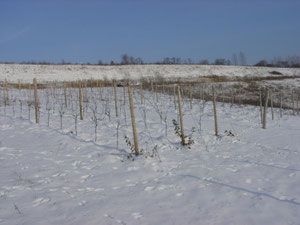 Winterimpressionen 4