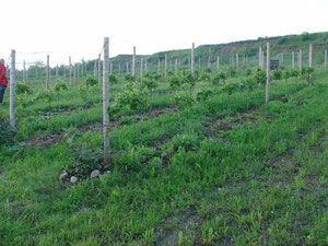 Rebenwachstum_04.06.2013