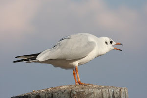 Lachmöwe