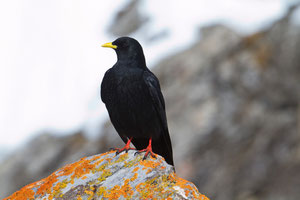 Alpendohle