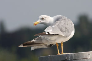 Mittelmeermöwe