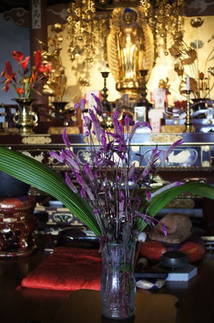 Offering of Celosia