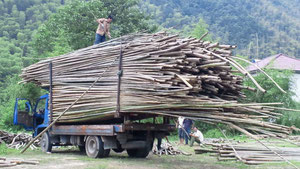 中国国内向けの竹材の出荷です