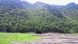 バックの山はすべて竹の山です