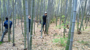 竹林の中での伐採作業は重労働です