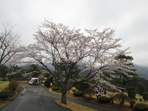 足利カントリークラブ多幸コースの桜