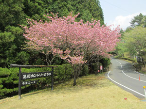 足利カントリークラブの八重桜画像