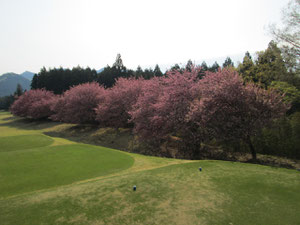 足利カントリークラブの満開の八重桜