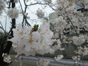 足利市の桜