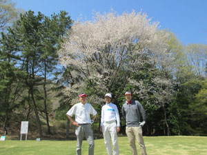 足利カントリークラブ飛駒コースの桜