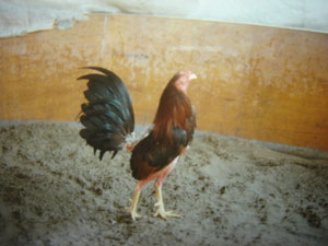gallo taxista