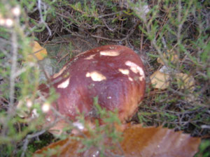 La cueillette des champignons