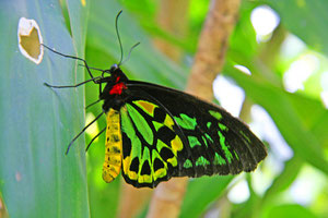 Utes Lieblingsschmetterling