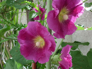 Detalle flor malvarrosa