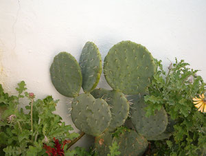Opuntia Mexicana hoja redónda