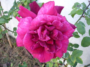 Rosal Flor malva intenso