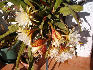 Epiphyllum blanca